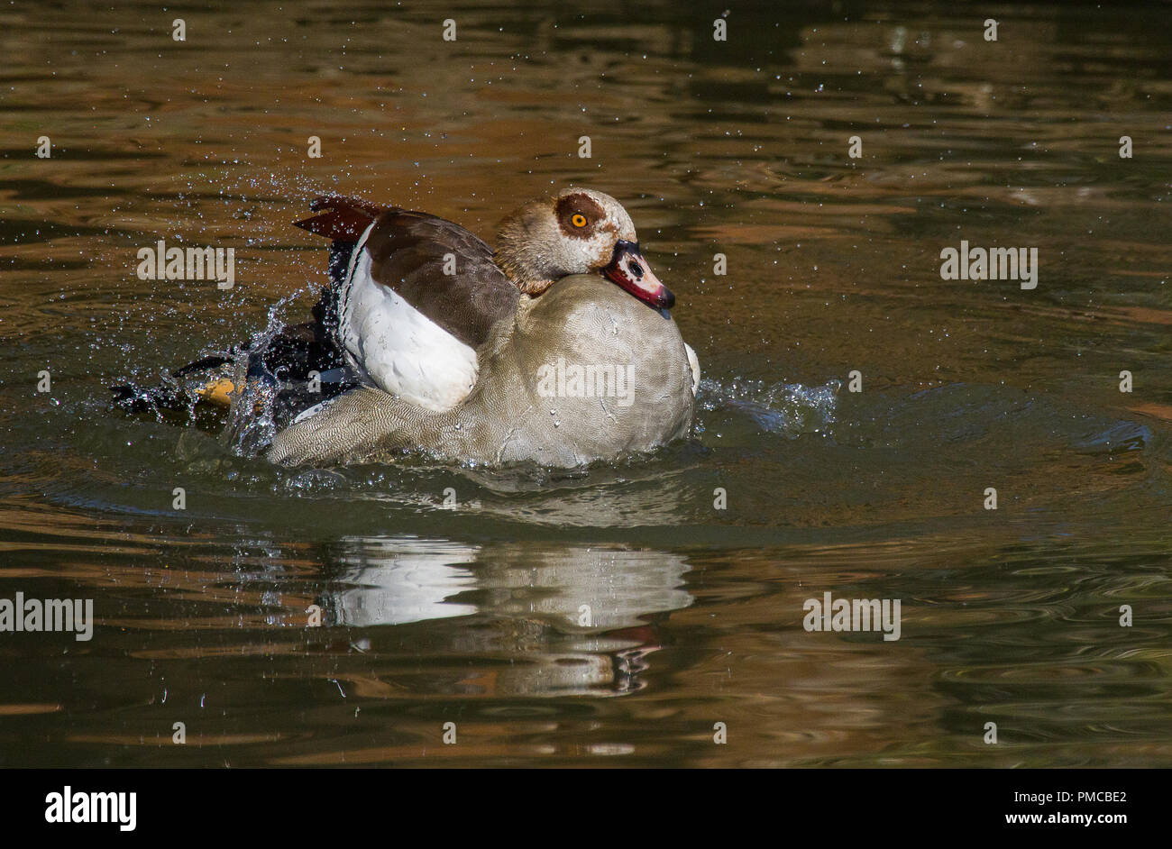 Egyptian goose photographed in Johannesburg, South Africa Stock Photo