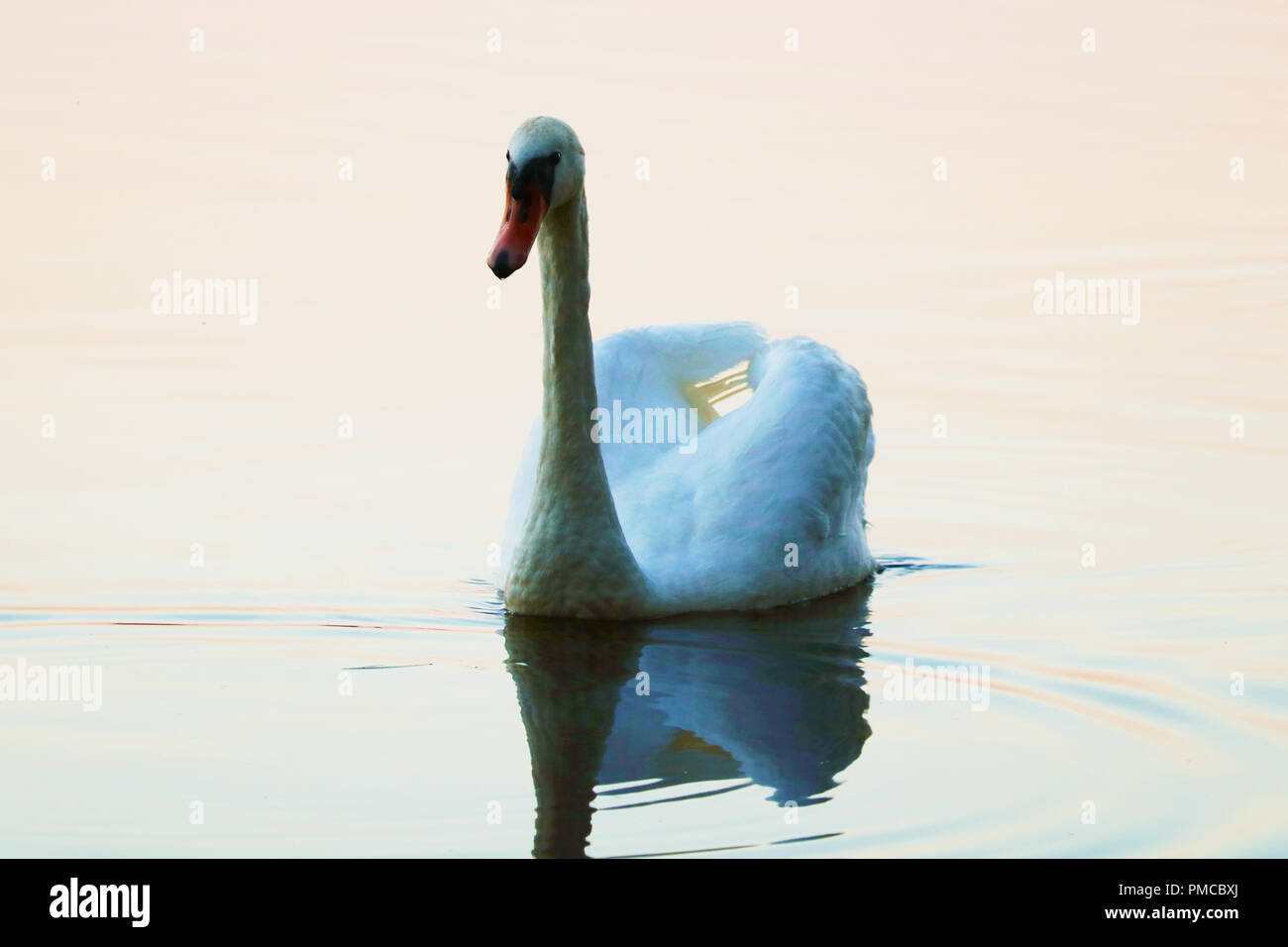 swan on blue lake water in sunny day, swans on pond, nature series Stock Photo