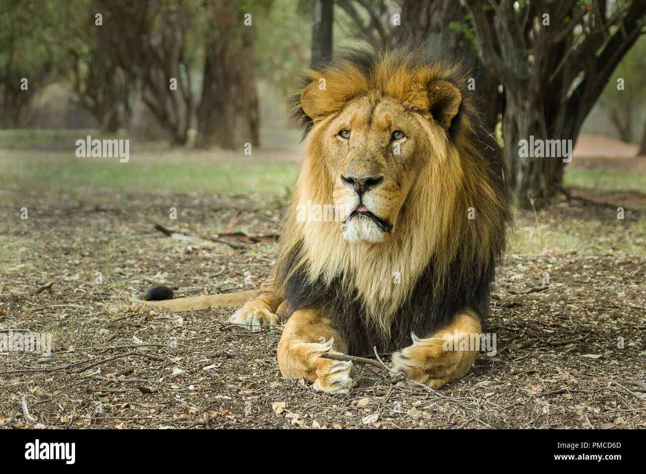 A lion resting Stock Photo