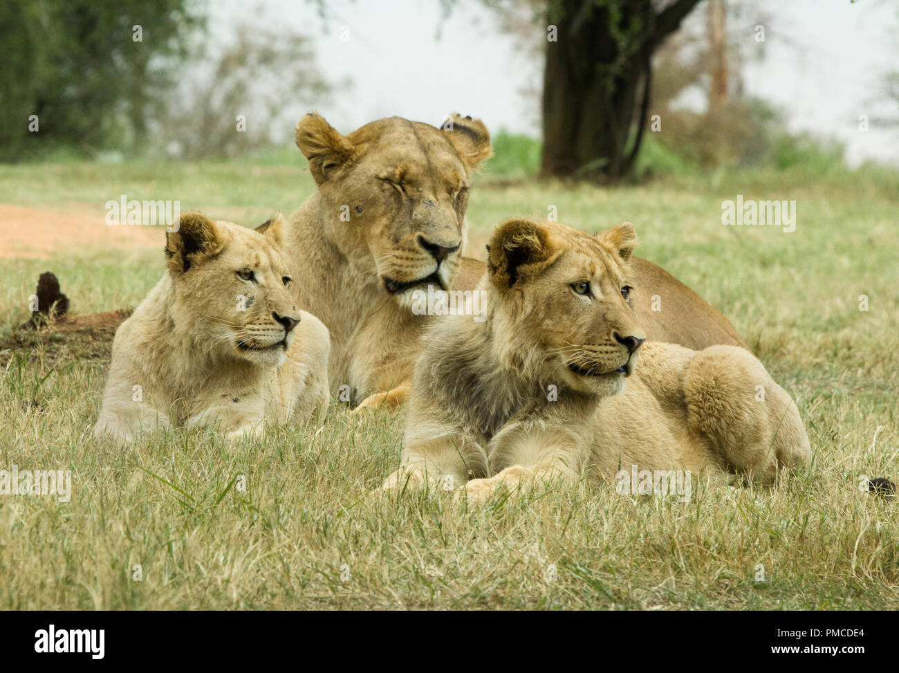 A lioness and two cubs photographed in South Africa Stock Photo