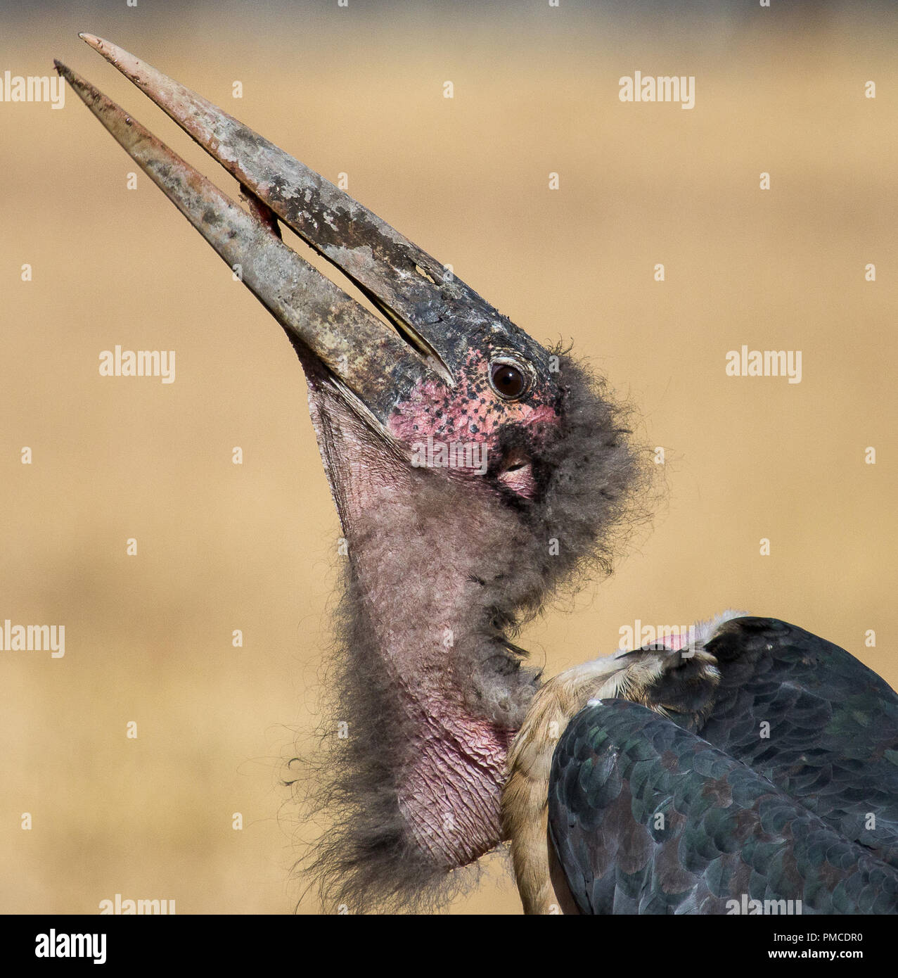 Portrait of a marabou stork photographed in South Africa Stock Photo