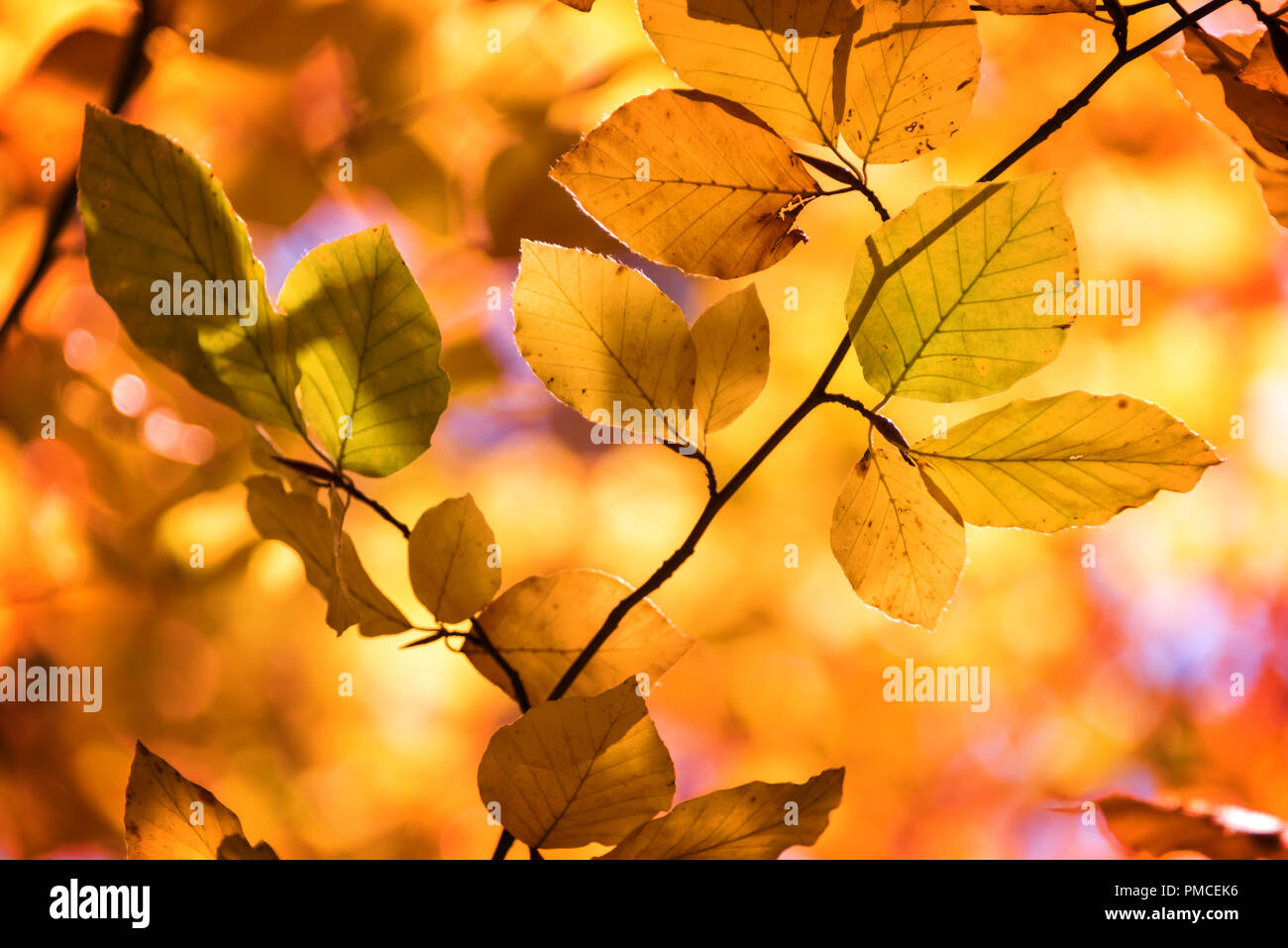Yellow autumnal branches in a forest Stock Photo