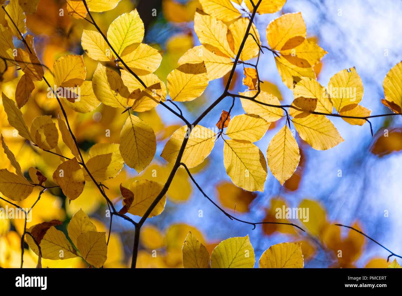 Yellow autumnal branches in a forest, blue sky background Stock Photo