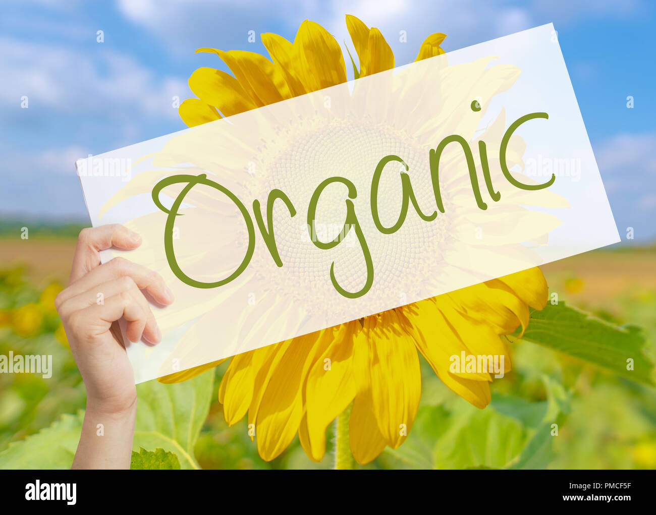 Organic Sign on white paper. Man Hand Holding Paper with text. Isolated ...