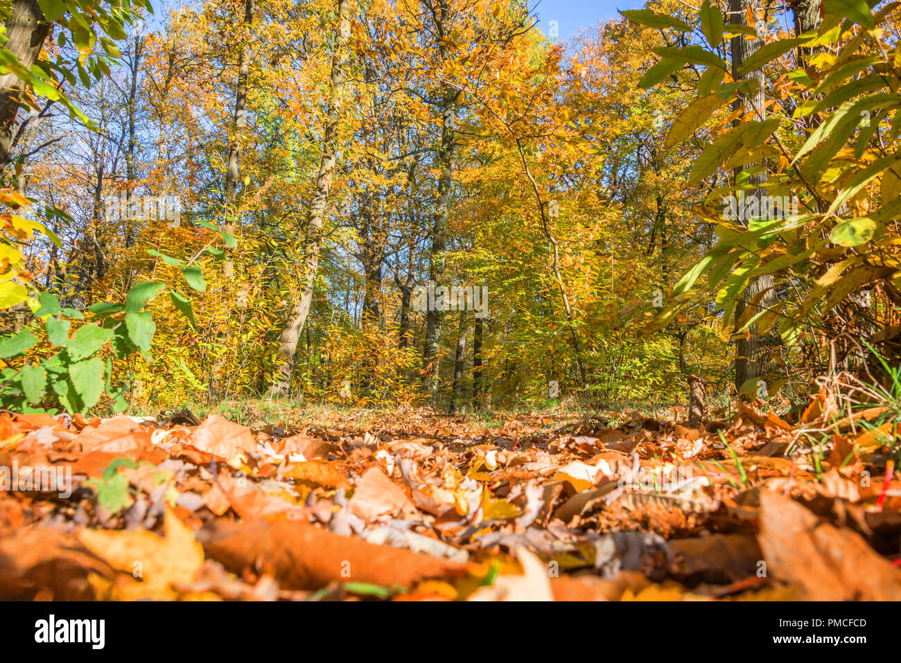 Footpath in a forest in autumn, ground view with orange leaves Stock Photo