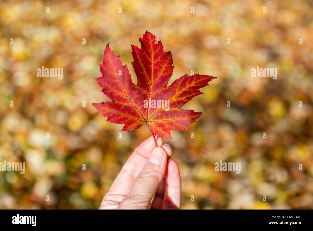 Hand holding a red autumnal maple leaf, blurred forest background Stock Photo