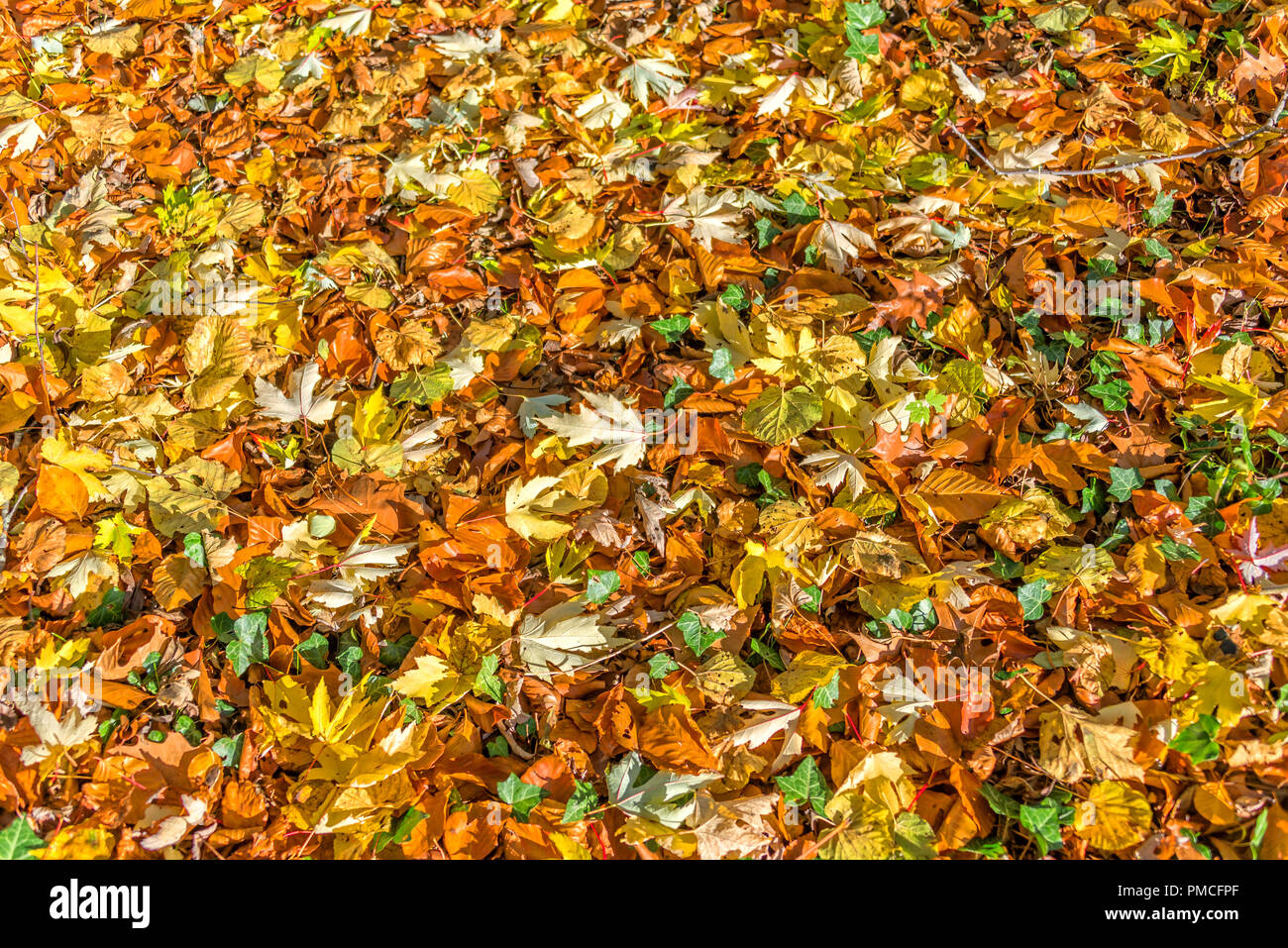 Background of fallen colorful autumnal leaves on the ground Stock Photo