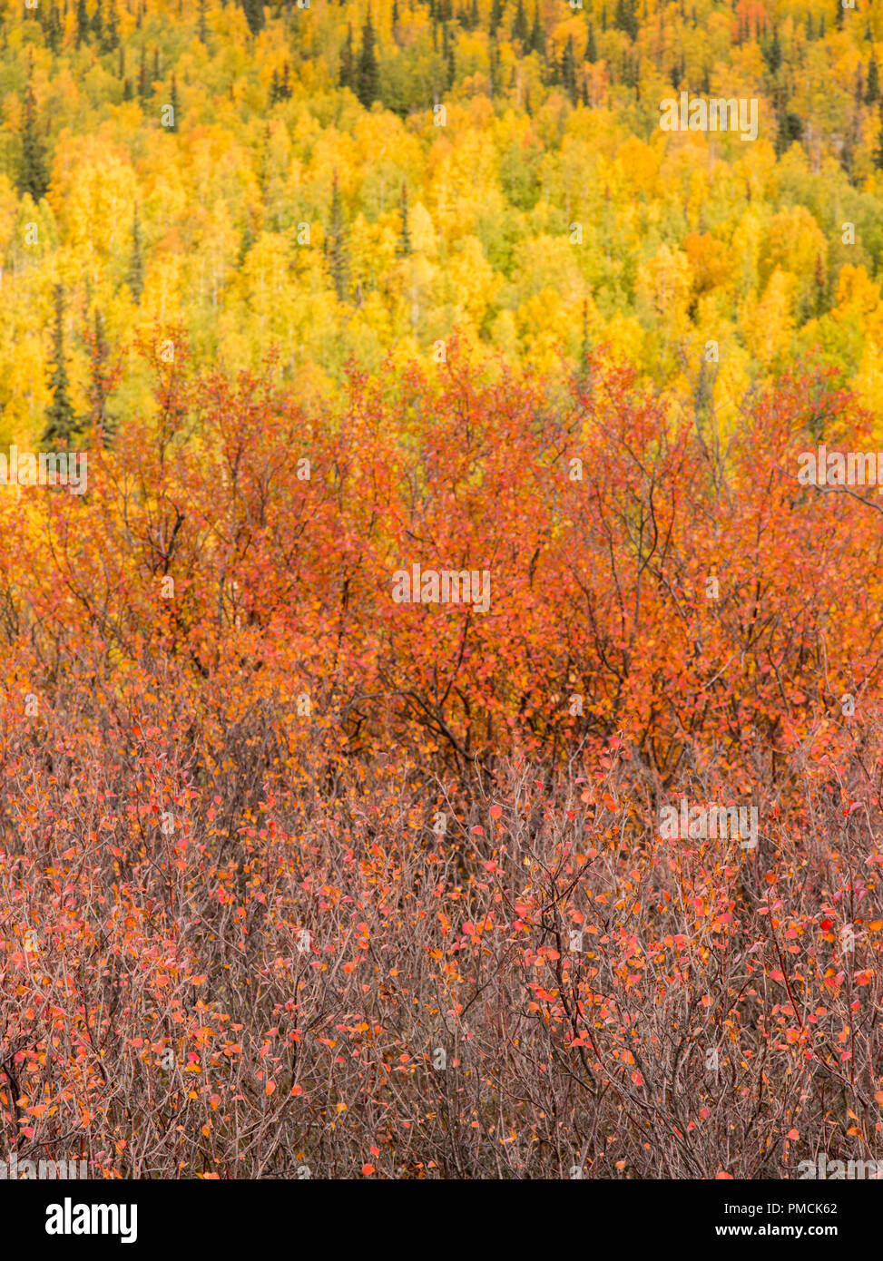 Autumn colors in the Brooks Range, Arctic Alaska. Stock Photo