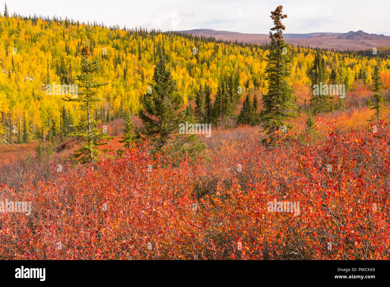 Autumn colors in the Brooks Range, Arctic Alaska. Stock Photo