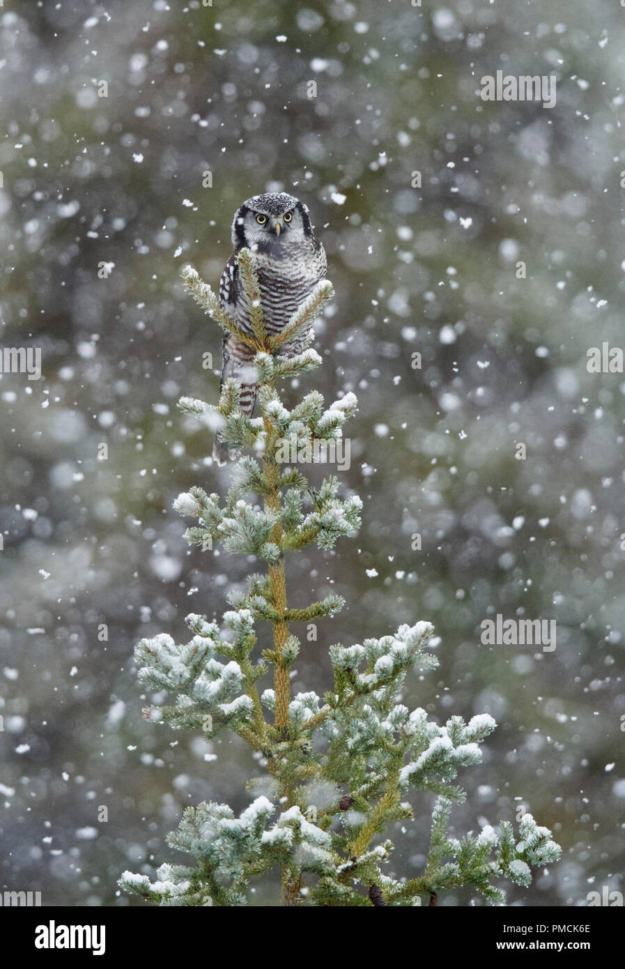 Northern hawk-owl in a snowstorm, Arctic Alaska. Stock Photo