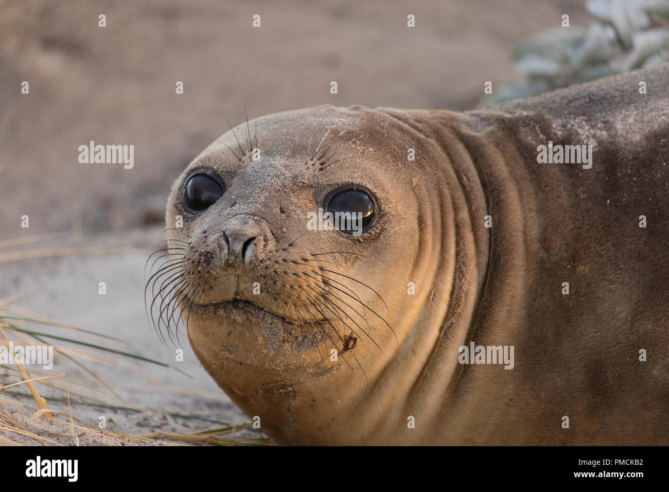 Southern elephant seals, Sea Lion Island, Falkland Islands. Stock Photo
