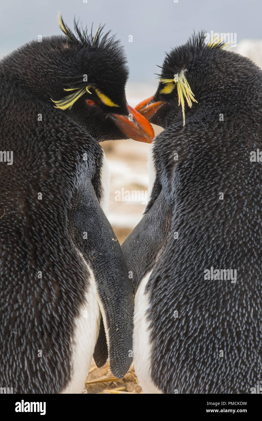 Rockhopper Penguins, Sea Lion Island, Falkland Islands. Stock Photo