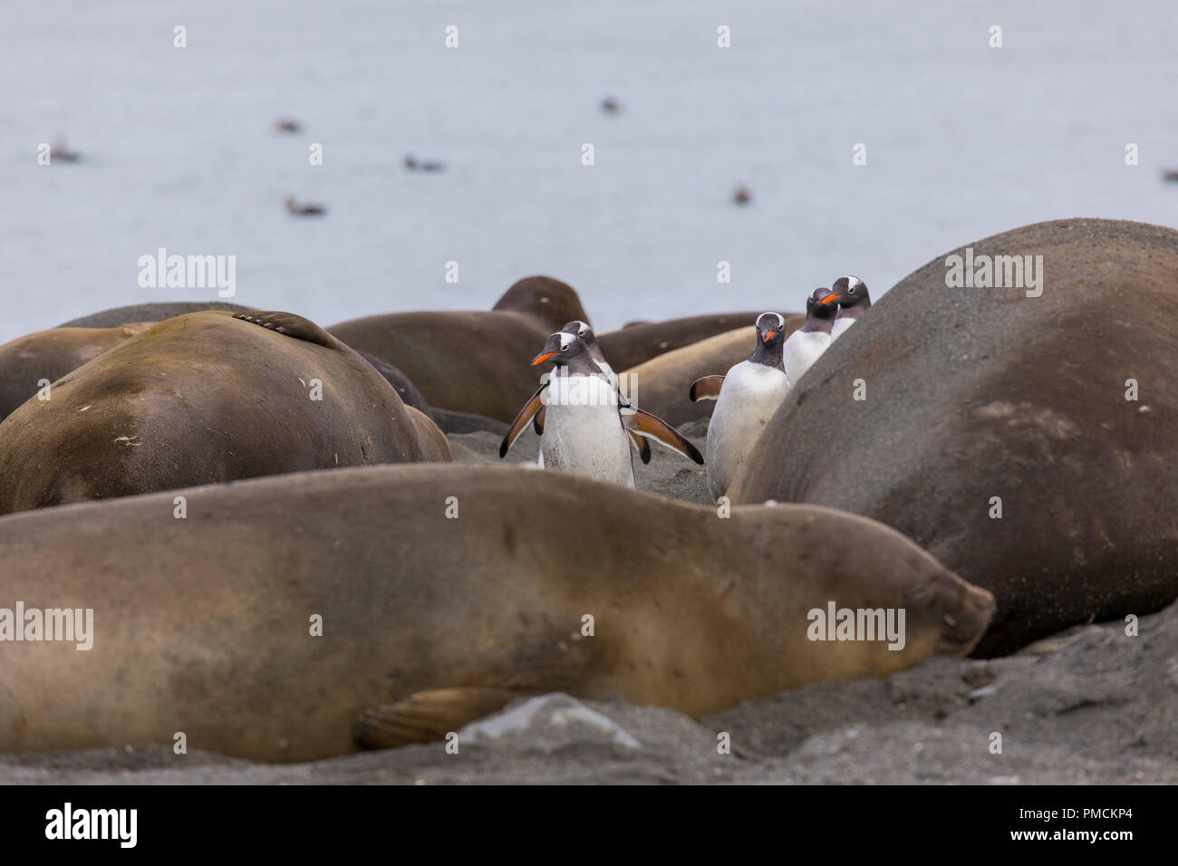 Sea Lions and Gentoo Penguins on beach, Gold Harbour, South