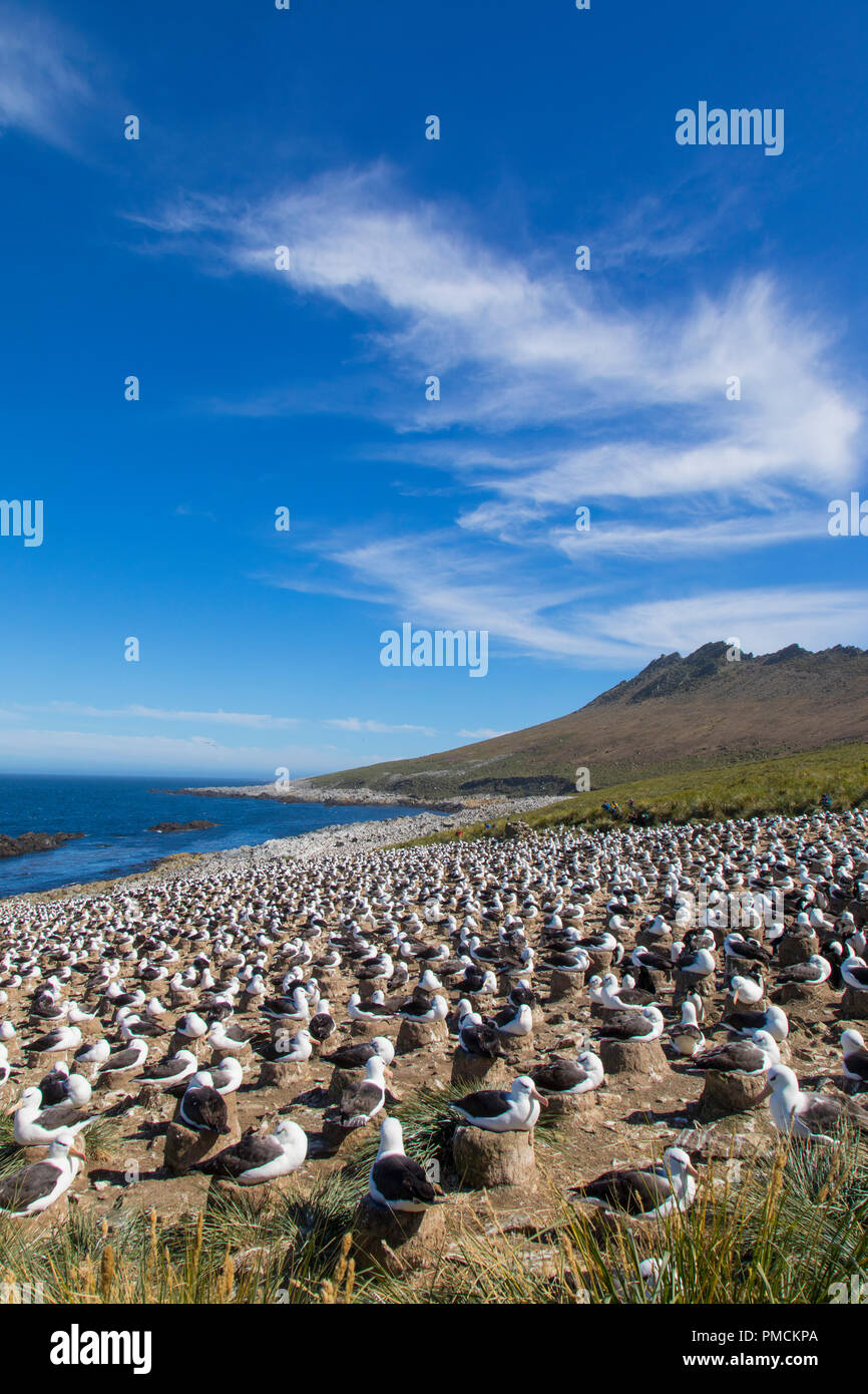 Black-browed Albatross colony, Steeple Jason Island, Falkland Islands. Stock Photo