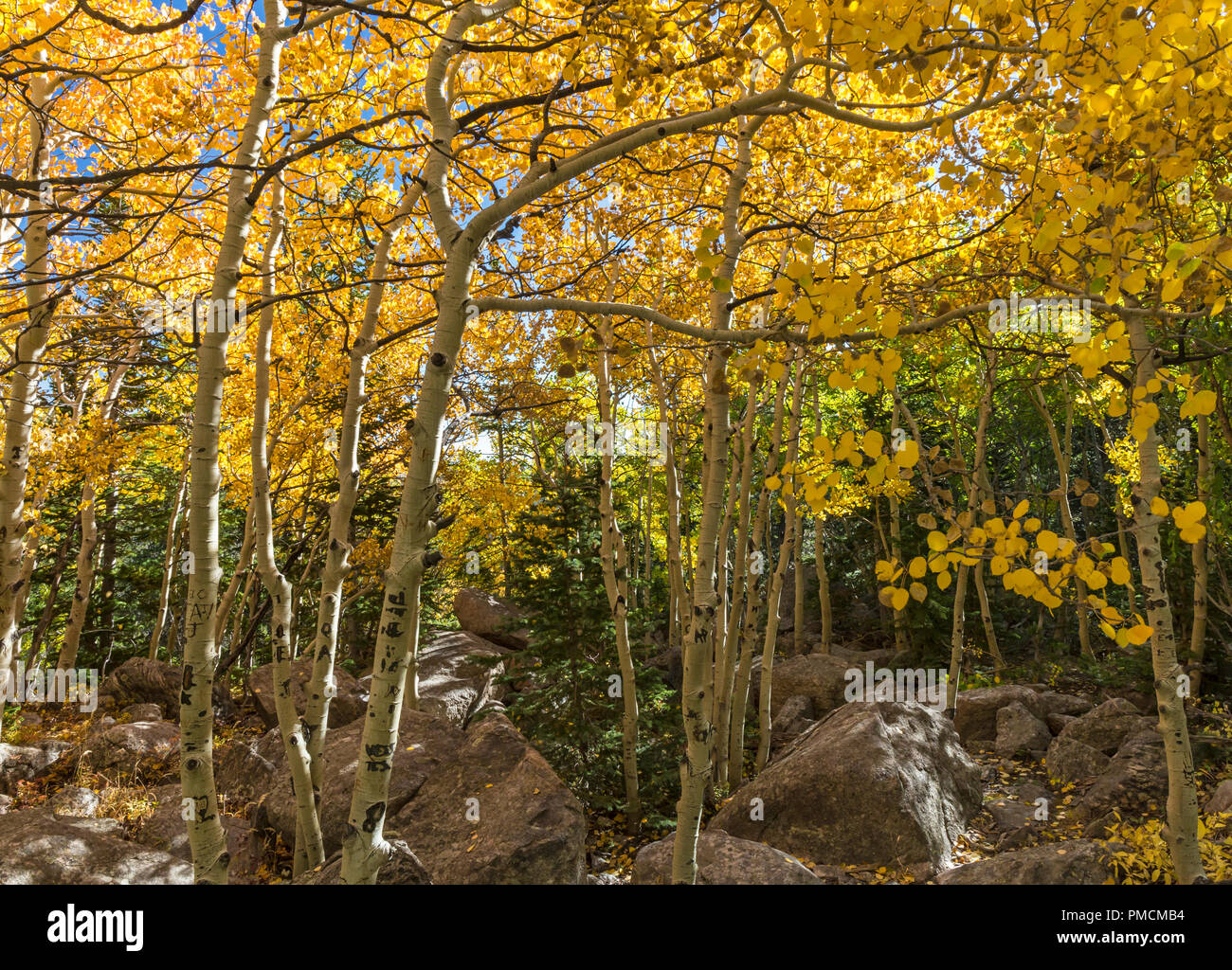 Golden Aspen Trees in early Autumn on the Glacier Gorge Trail in Rocky Mountain National Park, Estes Park, Colorado. Stock Photo