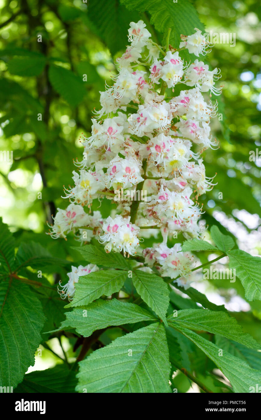 Flowering Aesculus hippocastanum, horse chestnut, May Stock Photo