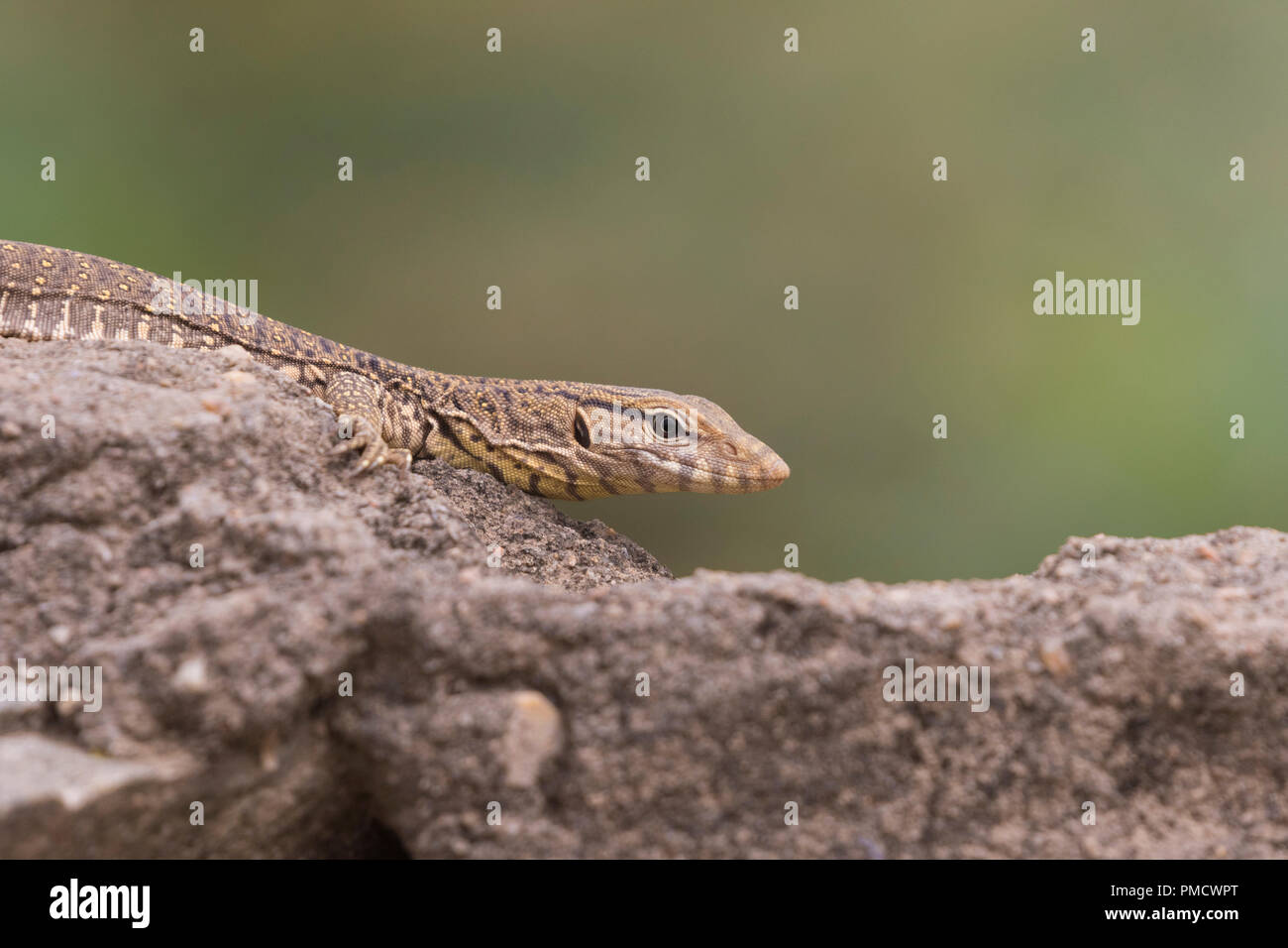 A baby Monitor lizard basking in the faint sun during a monsoon morning Stock Photo