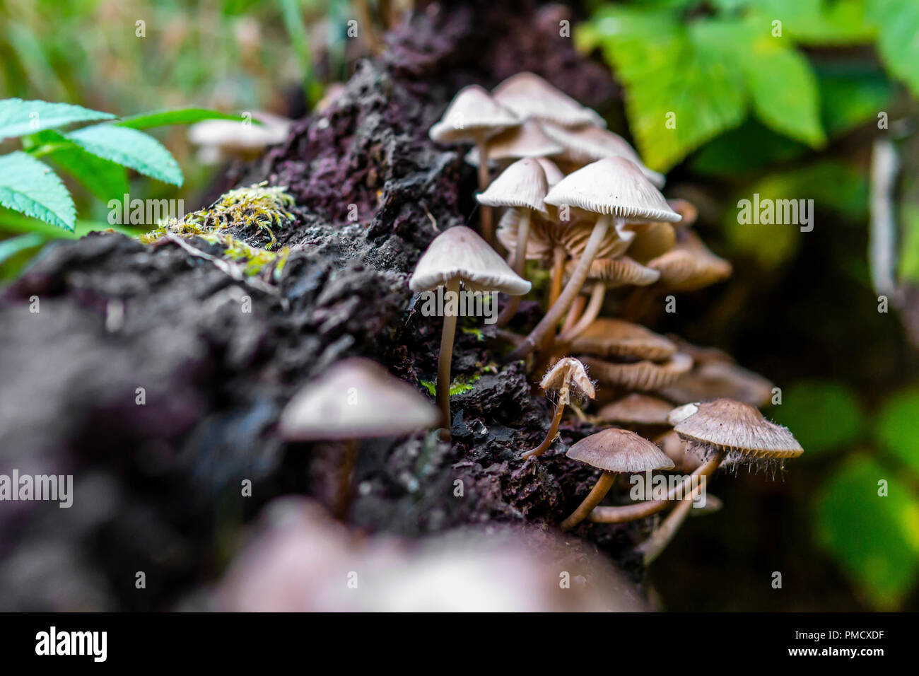 These fungi were growing on an old log at Calderwood Country Park, West Lothian Stock Photo