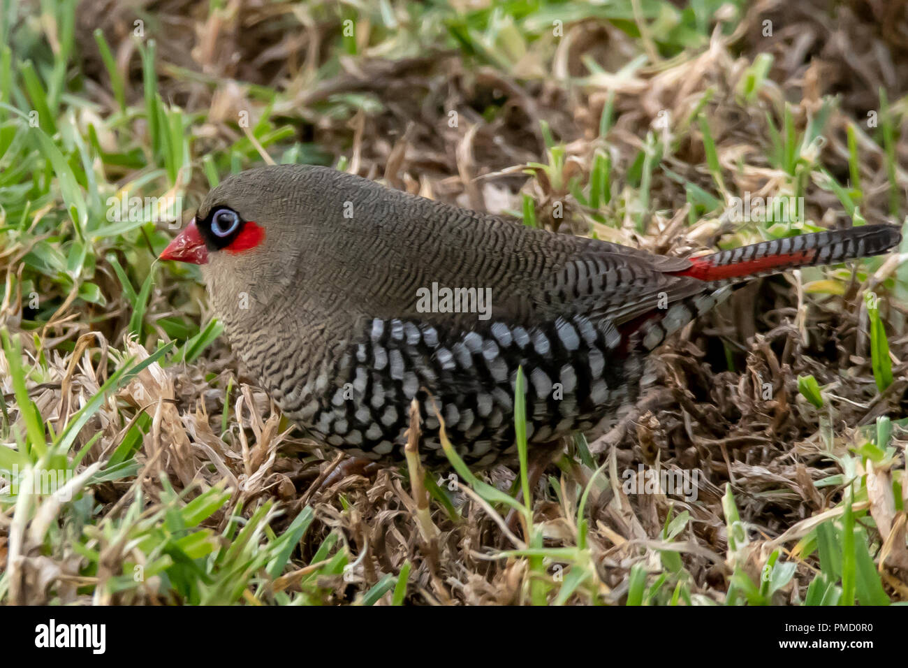 Red-eared Firetail, Stagonopleura oculata at Bridgetown, WA, Australia Stock Photo