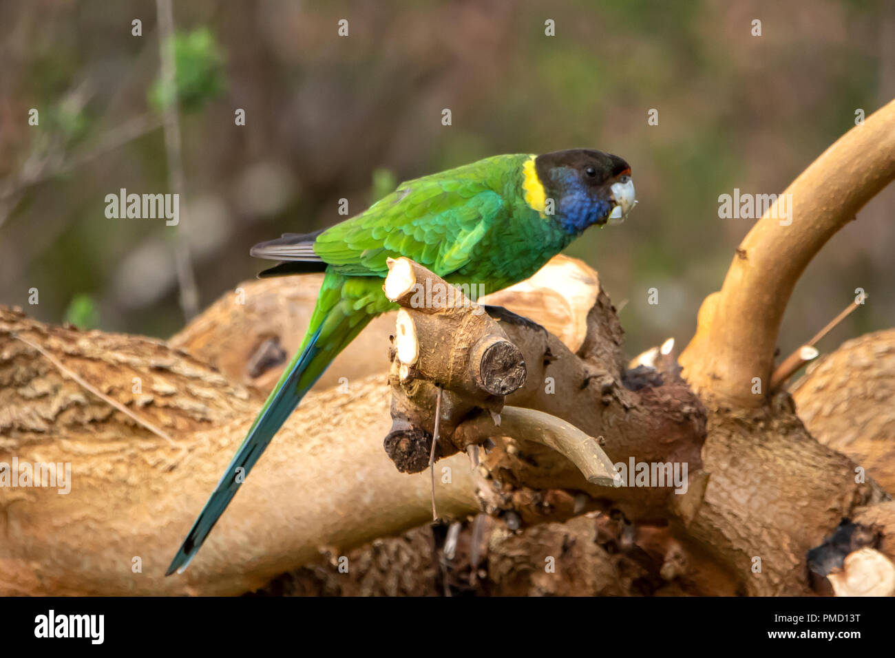 Twenty Eight Parrot, Barnardius semitorquatus at Bridgetown, WA, Australia Stock Photo
