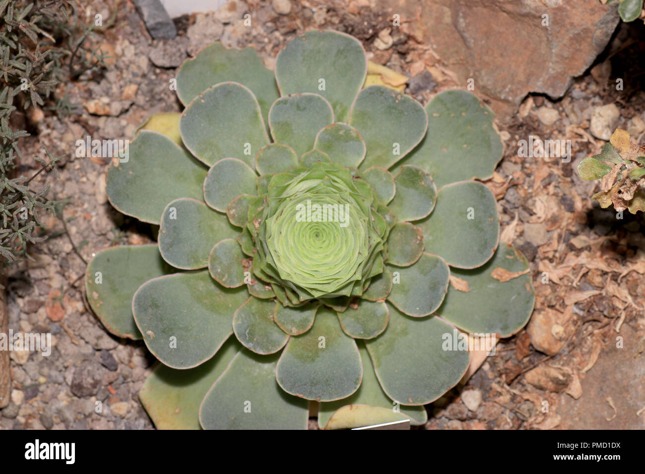 Succulents are succulent plants that are adapted to special climatic