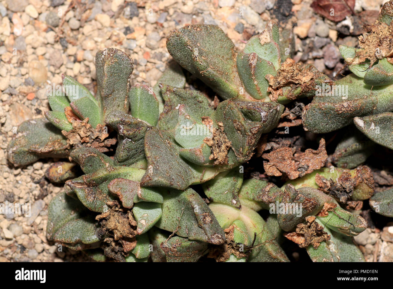 Succulents are succulent plants that are adapted to special climatic