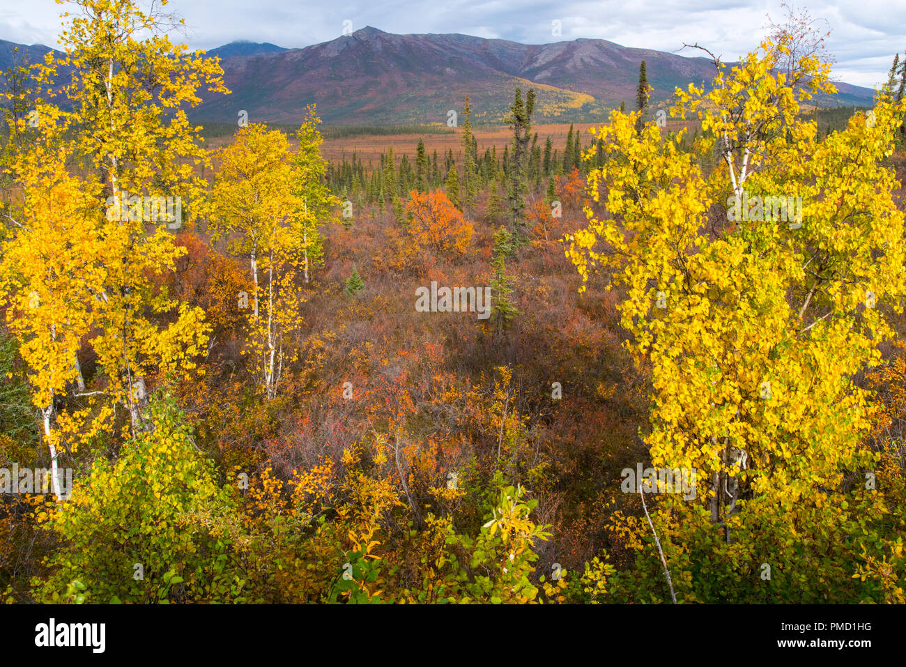 Autumn colors in the Brooks Range, Arctic Alaska Stock Photo Alamy