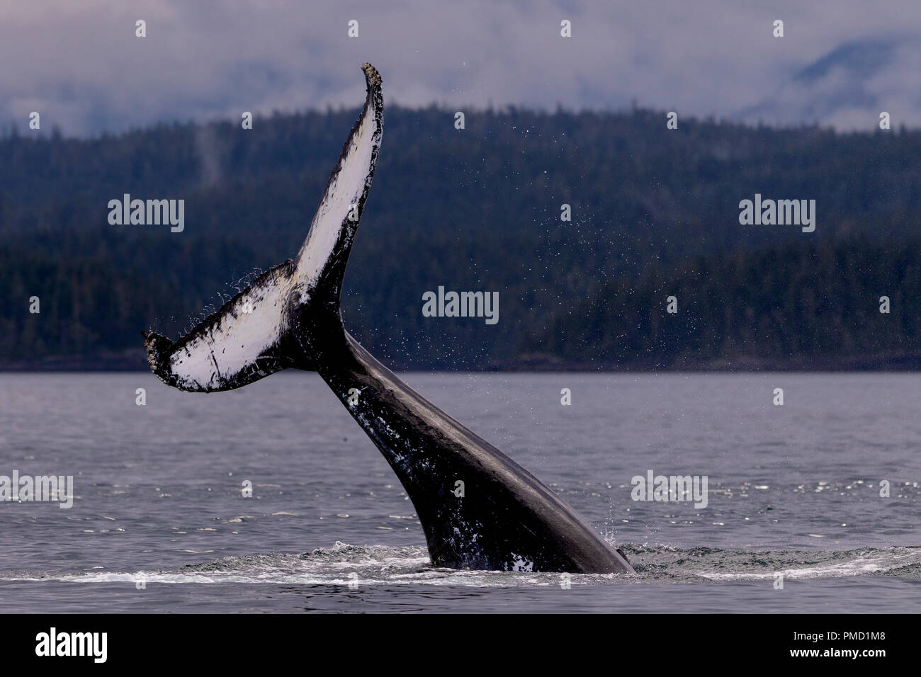 Humpback whale tail slapping near the Broughton Archipelago, Great Bear Rainforest, First Nations Territory, British Columbia, Canada. Stock Photo