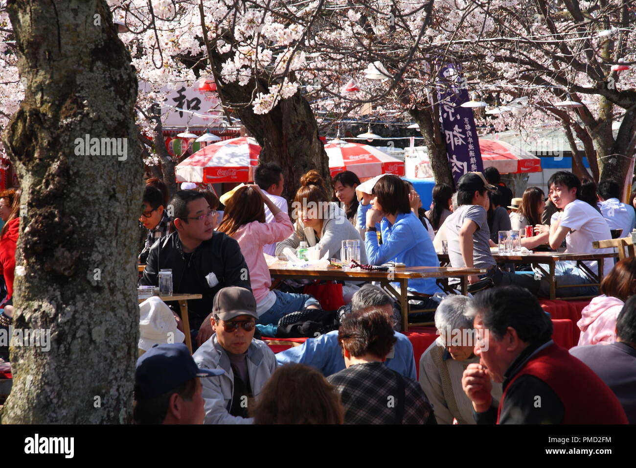 Japanese people gather in Maruyama Park in Kyoto, Japan to celebrate 'hanami', the Cherry blossom. Stock Photo