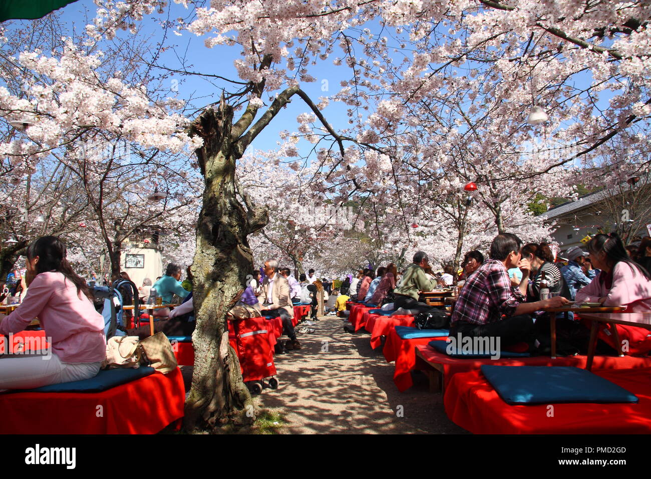 Japanese people gather in Maruyama Park in Kyoto, Japan to celebrate 'hanami', the Cherry blossom. Stock Photo