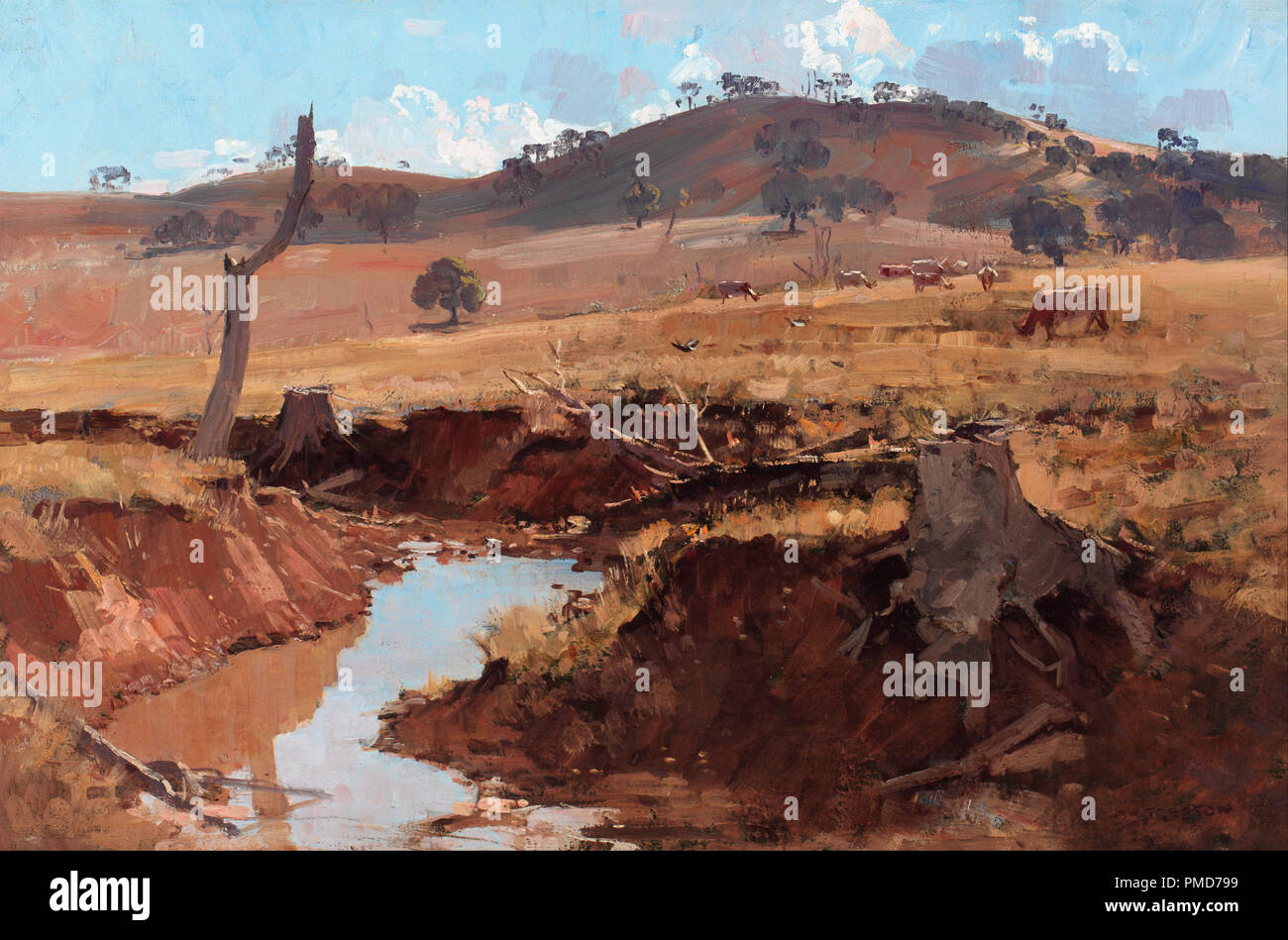 1920s australia cattle grazing hi-res stock photography and images - Alamy