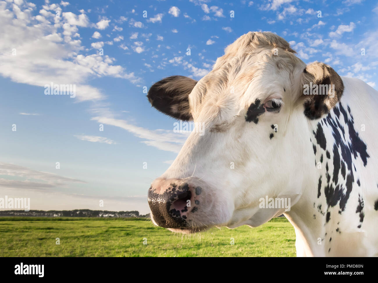 Close up of a dutch black and white cow in The Netherlands Stock Photo