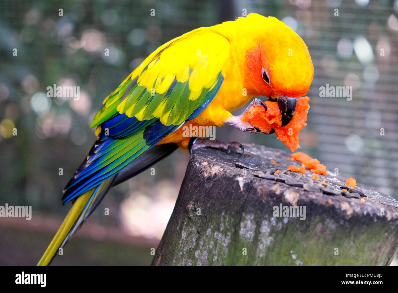 What Do Sun Conures Eat in the Wild?: Nature's Diet Revealed