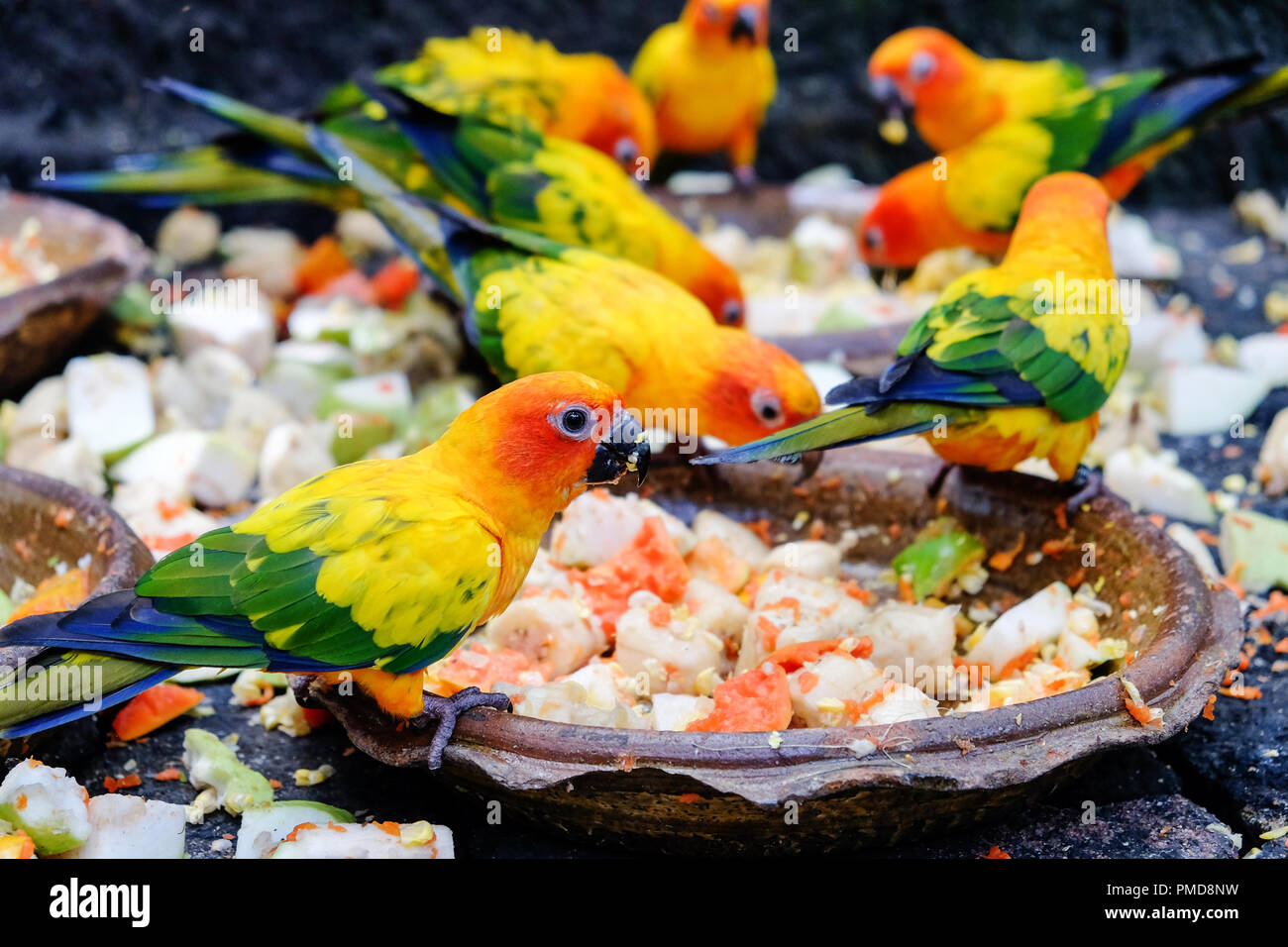 Conure parrot food cheap