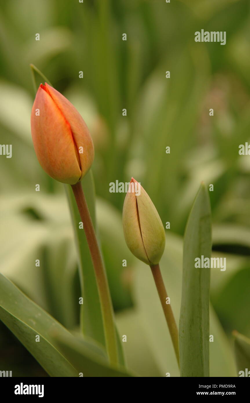 Orange tulip buds in an iranian garden in spring, vertical frame, faded background Stock Photo