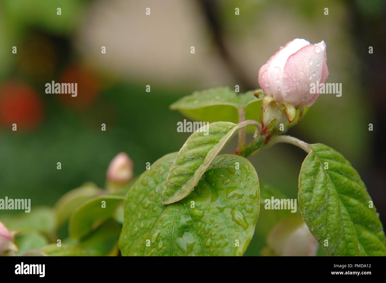 Pink Rose Flower Detail Bud Petals Blossom High Resolution Stock Photography And Images Alamy