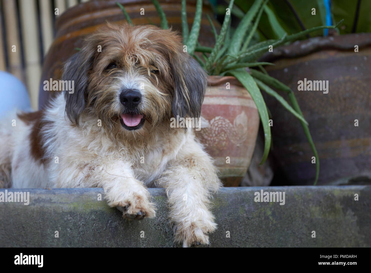 Furry dog lying in front of a house in Thailand Stock Photo