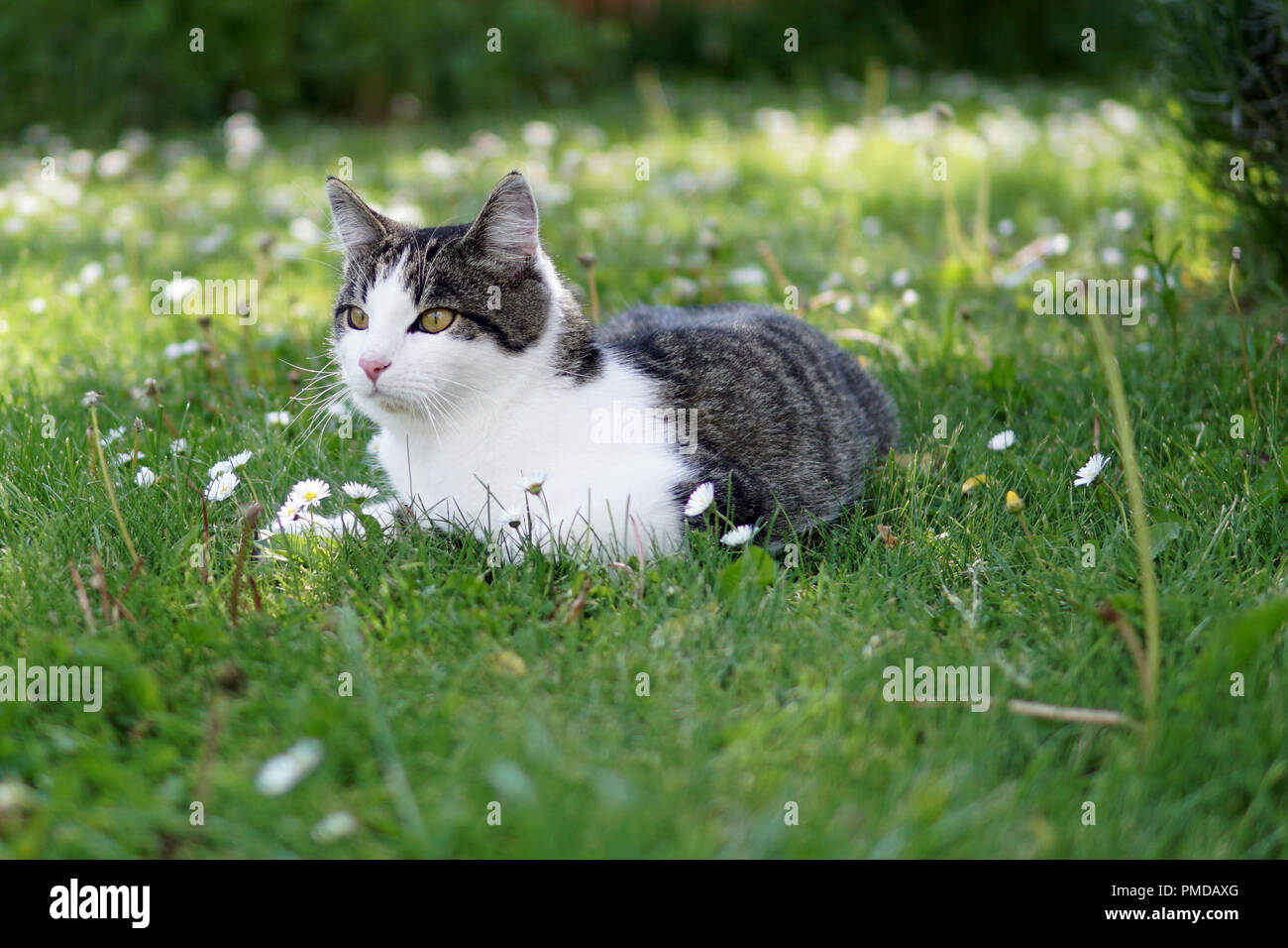 White european shorthair cat 2025