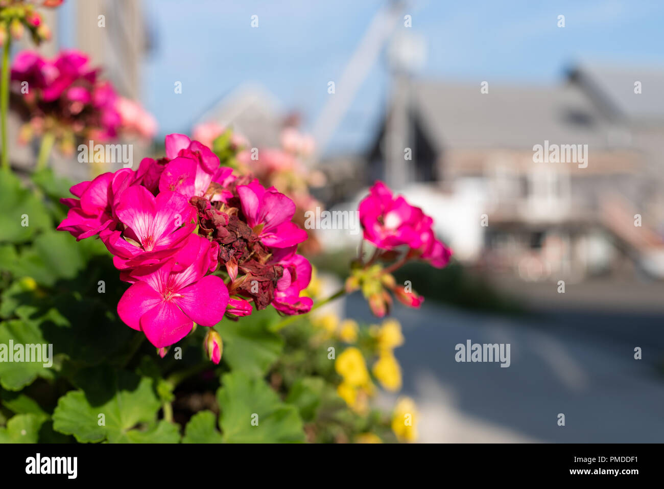 Bright pink flowers in a window box near a street in Belfast, Maine in