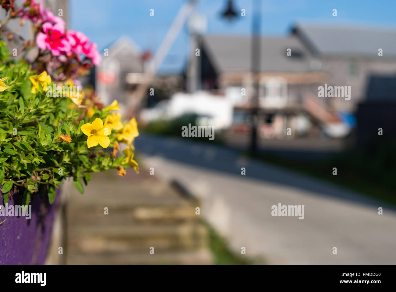 Bright and colorful yellow petunias plus red flowers in a window box
