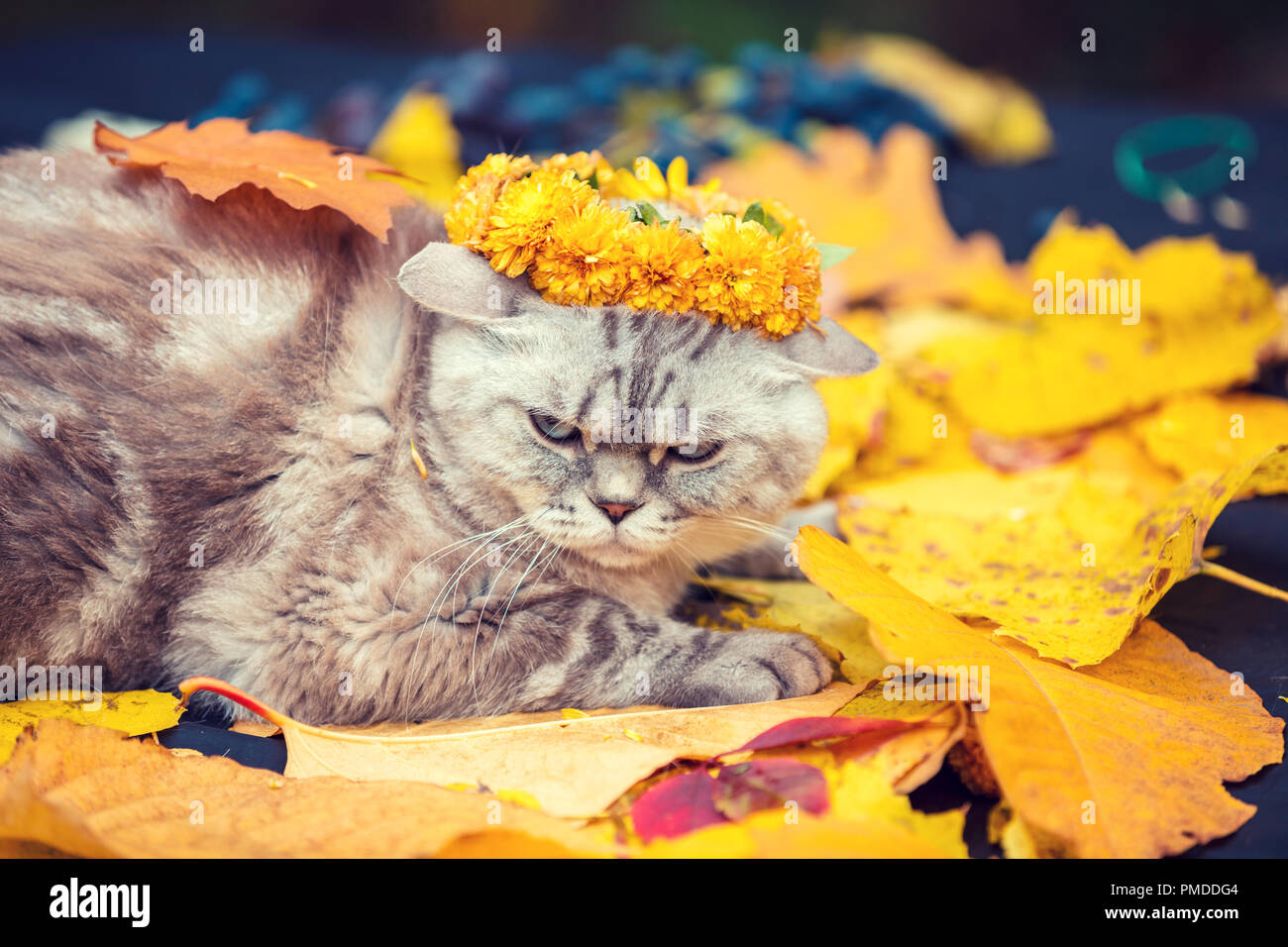 Portrait of a cat lying on the fallen leaves in autumn. Cat crowned flower chaplet Stock Photo