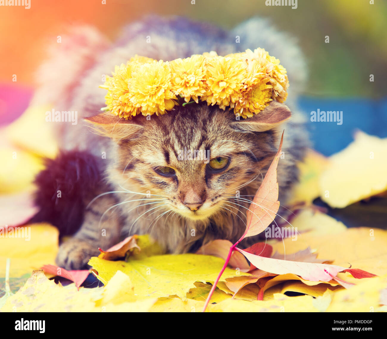 Portrait of a cat lying on the fallen leaves in autumn. Cat crowned flower chaplet Stock Photo