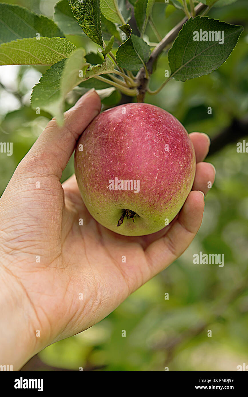 Red side apple hanging on tree branch and surrounded by green leaves. Farmer's hand is holding apple just before picking it. Summer and autumn harvest Stock Photo