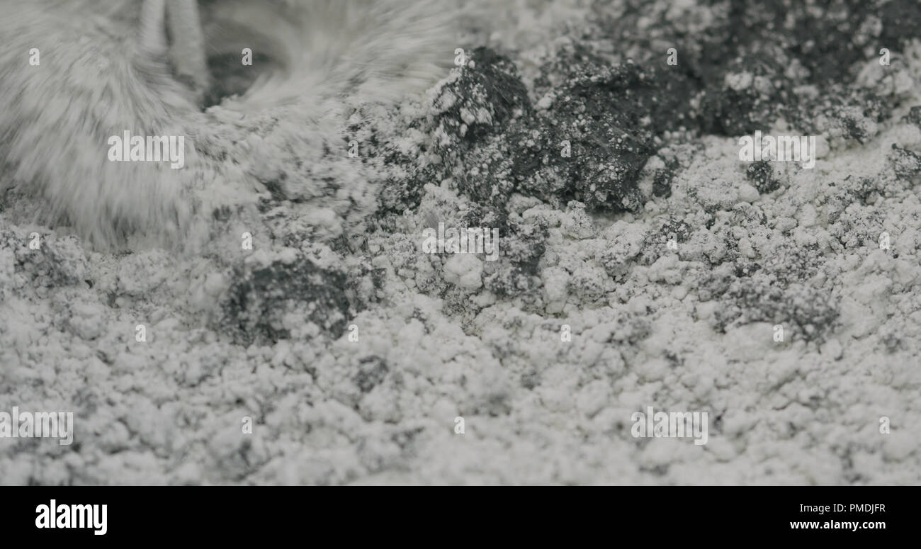 mixing hardener in micro concrete plaster Stock Photo Alamy