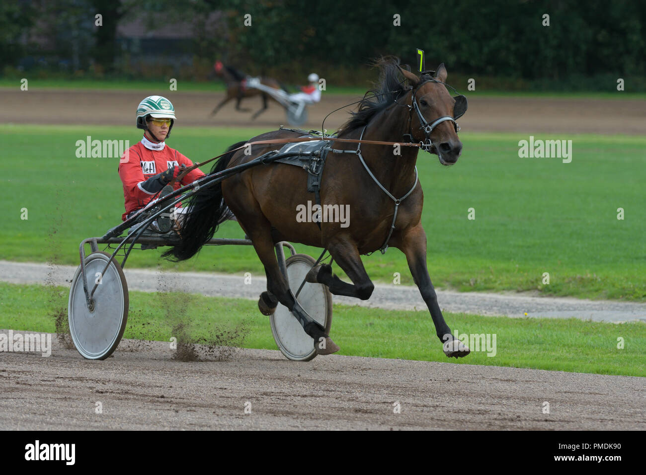 Harness racing for trotting horses, a horse race in which the horses race  at a specific gait. They pull a two-wheeled cart called a sulky Stock Photo  - Alamy