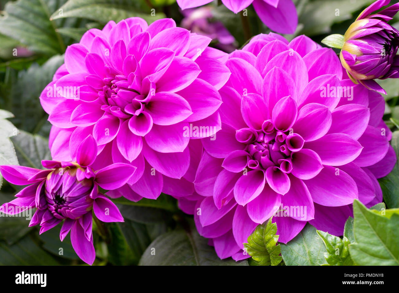 Dahlia David Howard Close High Resolution Stock Photography and Images ...