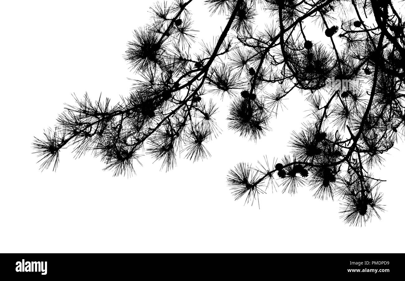 Pine tree branches with long needles and cones close-up, natural black silhouette photo Stock Photo
