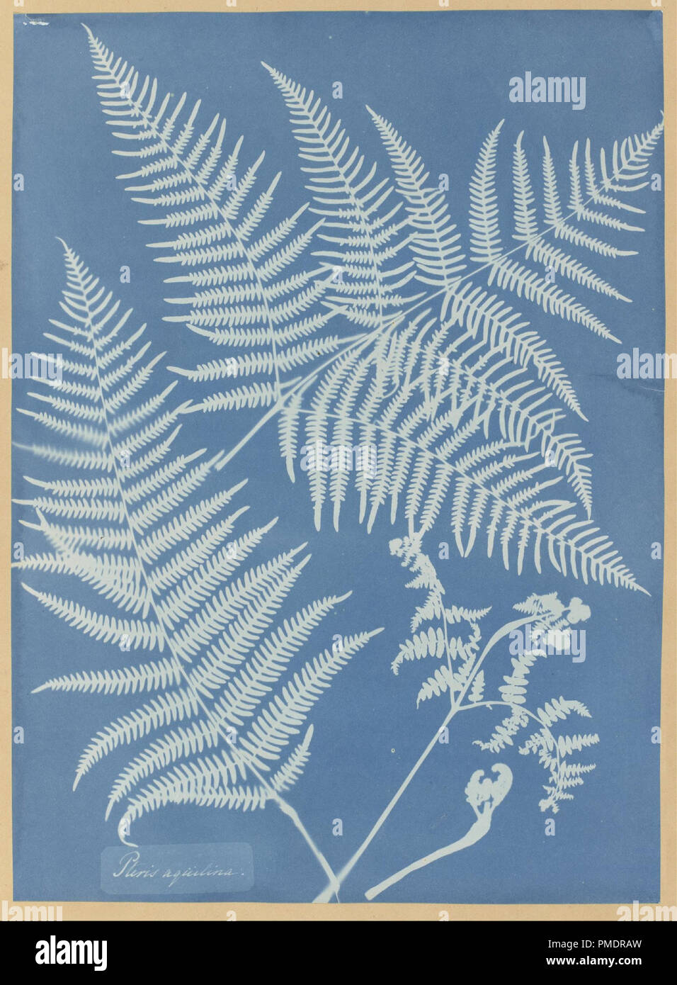 Pteris aquilina. Date/Period: 1851. Cyanotype. Width: 24.4 cm. Height: 33.5 cm (image). Author: Anna Atkins. Stock Photo