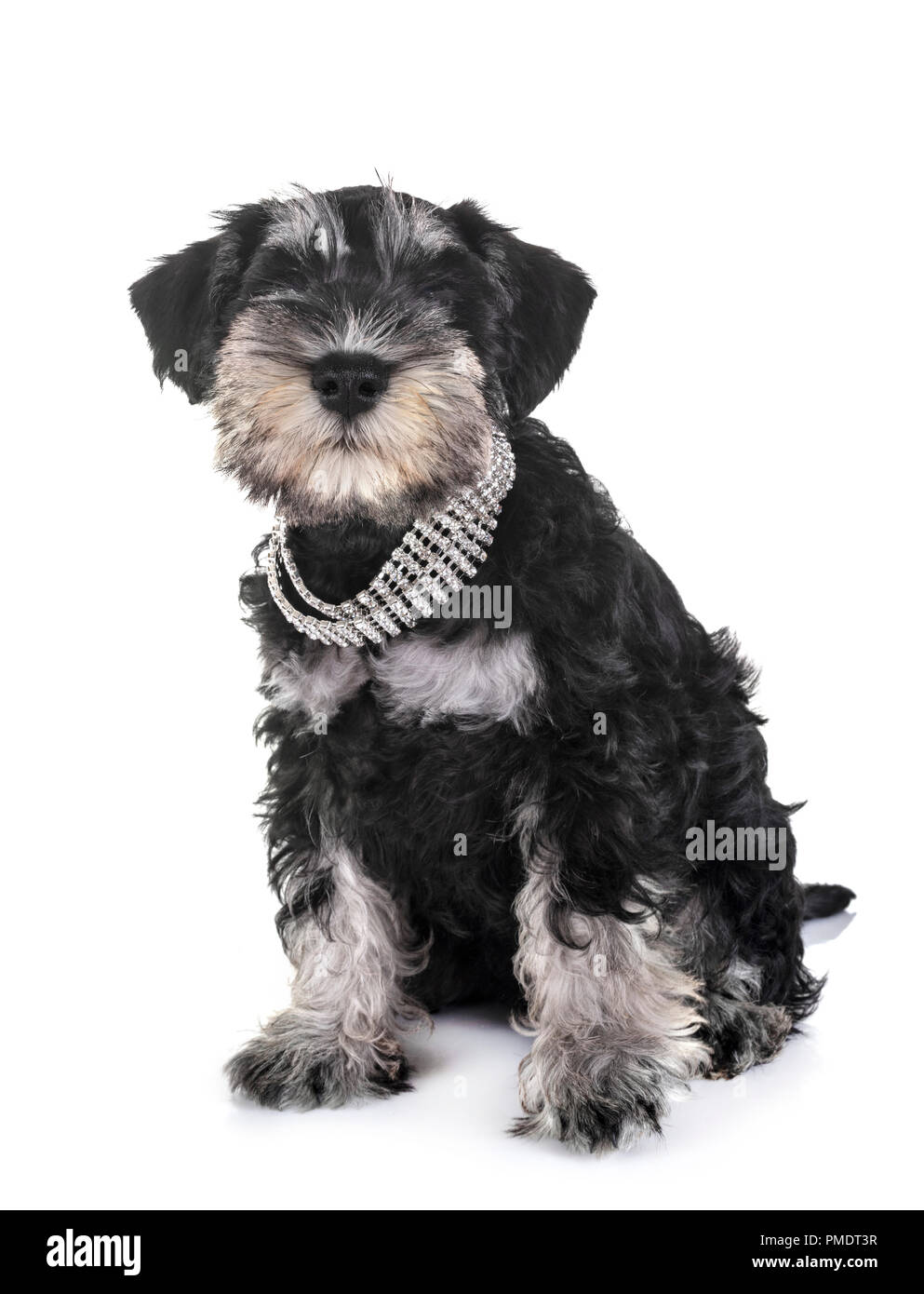 puppy miniature schnauzer in front of white background Stock Photo - Alamy