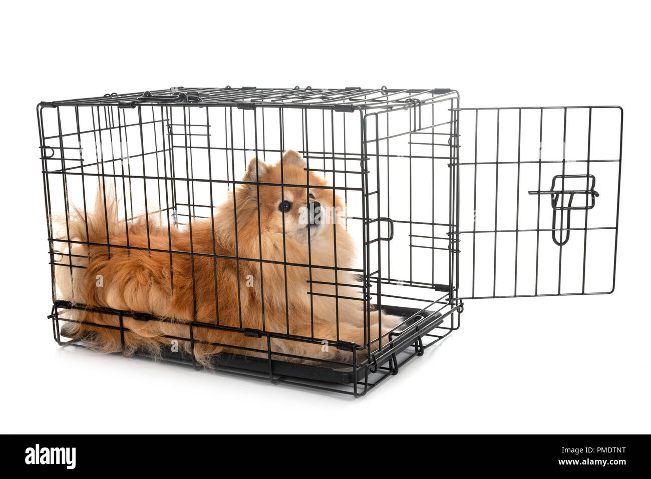 pomeranian cage